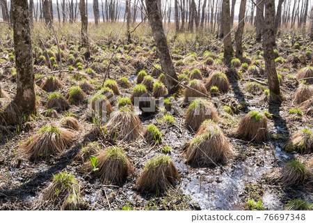 Kushiro Wetland Yachibozu buds Kushiro Wetland Yachibozu buds 76697348