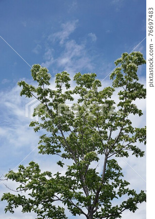 Chionanthus retusus 白花盛開 Chionanthus retusus 白花盛開 76697483