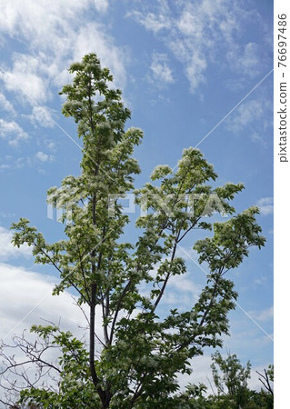 White flowers of Chionanthus retusus in full bloom White flowers of Chionanthus retusus in full bloom 76697486