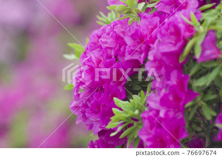 The azaleas in Asakayama Park in Osaka are in full bloom. 76697674