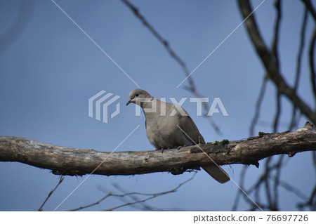 Mourning dove staying on a branch North Vancouver British Columbia Canada Mourning dove staying on a branch North Vancouver British Columbia Canada 76697726