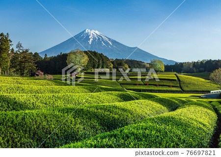 Mt. Fuji shining in the green tea eyes and blue sky in the morning sun from Obuchi Sasaba, Fuji City 76697821