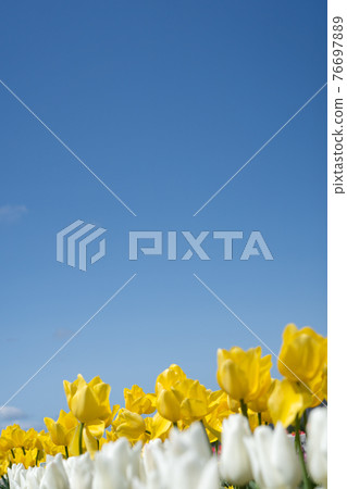 盛開的黃色鬱金香和藍天復制空間 76697889