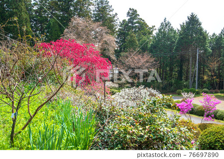 為里山的春天增添色彩的智光寺的首領靈善院 76697890