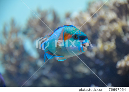 可愛的藍色熱帶魚 76697964