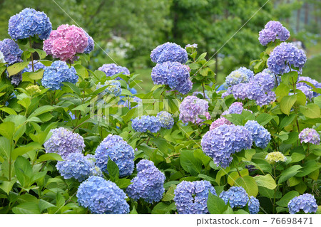 ≪京都舞鶴自然文化公園盛開的繡球花≫ 京都府舞鶴市 76698471