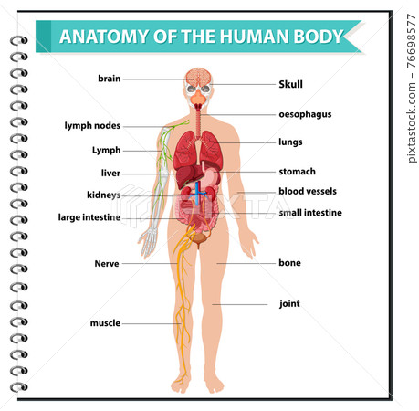 Anatomy of the human body information infographic 76698577