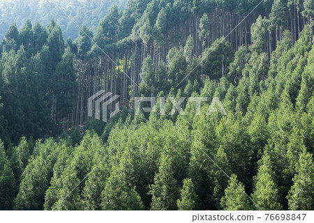 Kyoto Kitayama Sugi 76698847