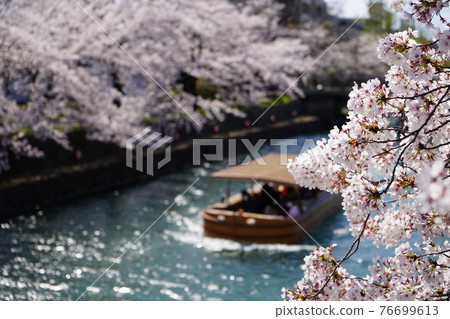Kyoto Kamoto Canal Sakura 76699613