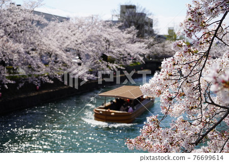 Kyoto Kamoto Canal Sakura 76699614