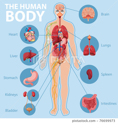 Anatomy of the human body information infographic - Stock Illustration ...