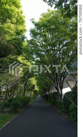 Walkway in the green tunnel Walkway in the green tunnel 76700068