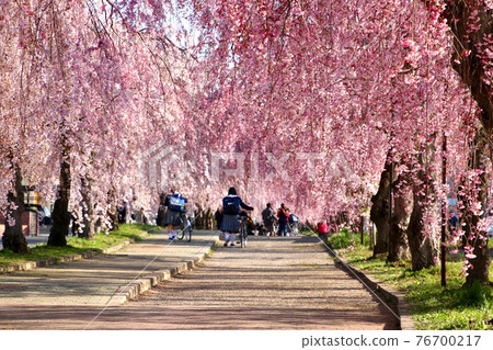 Weeping cherry blossoms of the Japan-China Line (Fukushima Prefecture · Kitakata City) 76700217