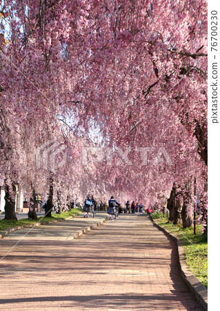Weeping cherry blossoms of the Japan-China Line (Fukushima Prefecture · Kitakata City) 76700230