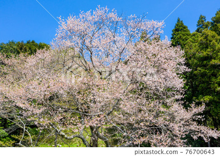 錦町左近之櫻 76700643