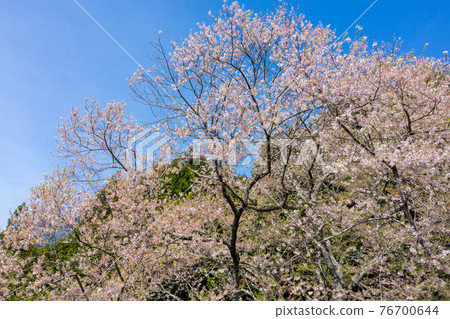 錦町左近之櫻 76700644