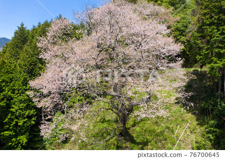 錦町左近之櫻 76700645