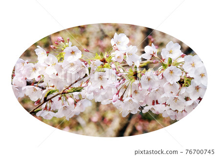 Pink flower "Sakura: Yoshino cherry tree" that bloomed vividly in the morning sun Watercolor style picture letter Pink flower "Sakura: Yoshino cherry tree" that bloomed vividly in the morning sun Watercolor style picture letter 76700745
