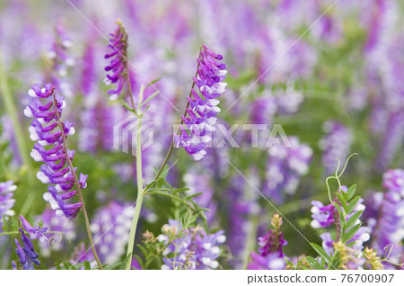 Hairy vetch (weak grass wisteria) flowers are in bloom on the riverbed of the Yamato River. The scientific name is Vicia villosa. 76700907