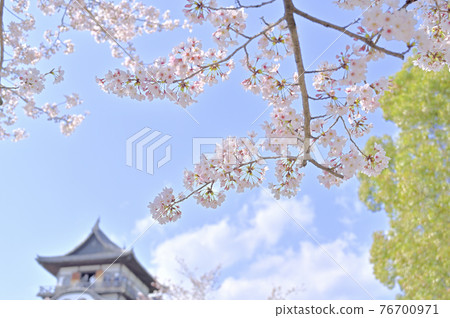 Cherry blossoms in Inuyama castle Cherry blossoms in Inuyama castle 76700971