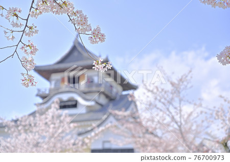 Cherry blossoms in Inuyama castle Cherry blossoms in Inuyama castle 76700973