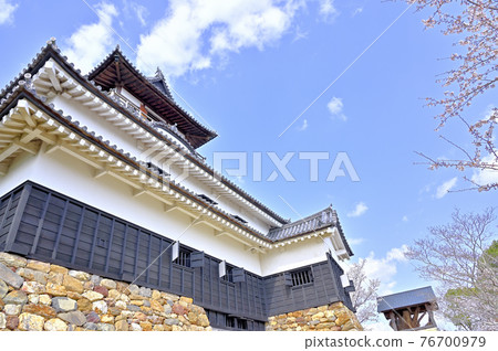 Inuyama Castle in the cherry blossom season Inuyama Castle in the cherry blossom season 76700979