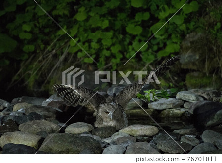 在知床的知床 76701011