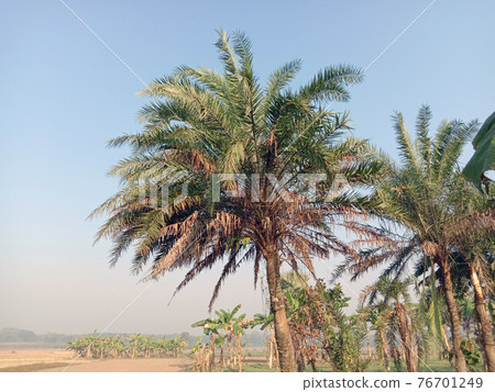 date palm tree on firm for harvest date palm tree on firm for harvest 76701249