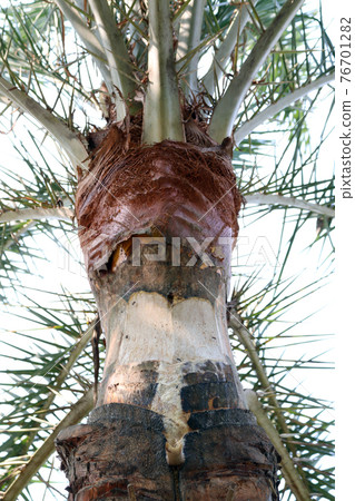 date palm tree on firm for harvest date palm tree on firm for harvest 76701282