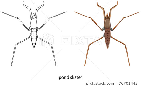 Pond skater in colour and doodle isolated - Stock Illustration ...