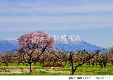 Mt. Bandai, the seed sowing cherry tree of the horse grave (Aizumisato Town, Fukushima Prefecture) 76701497
