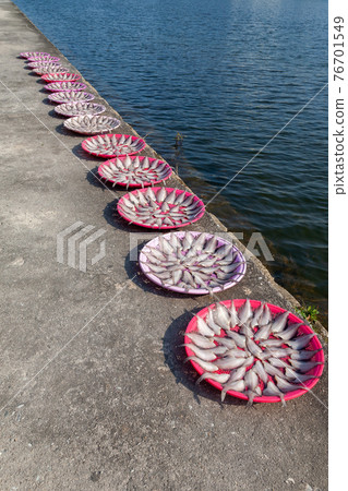 Drying fish on the banks of Namdaecheon 76701549