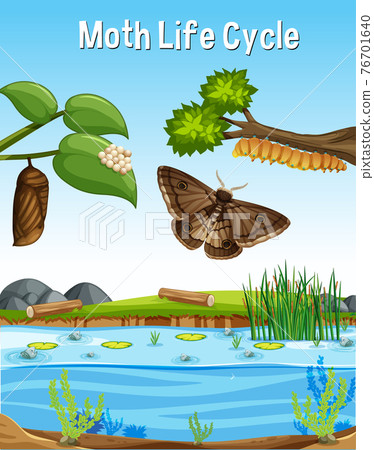 Scene with Moth Life Cycle Scene with Moth Life Cycle 76701640