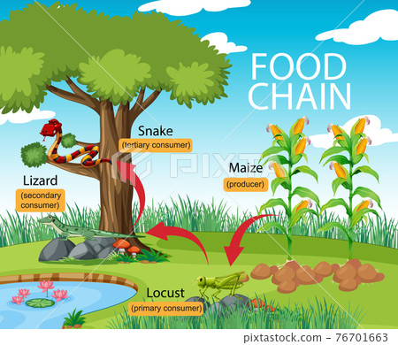 Science food chain diagram Science food chain diagram 76701663