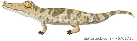 Baby crocodile isolated on white background 76701733