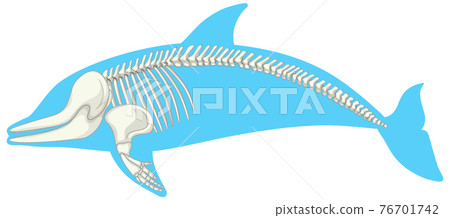 Skeleton anatomy of dolphin isolated on white background Skeleton anatomy of dolphin isolated on white background 76701742
