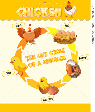 Diagram showing life cycle of Chicken Diagram showing life cycle of Chicken 76701752