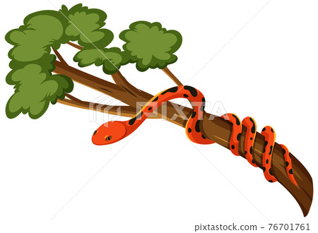 Snake on a branch isolated on white background Snake on a branch isolated on white background 76701761