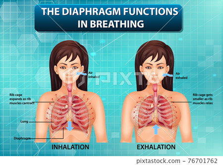 The diaphragm functions in breathing The diaphragm functions in breathing 76701762