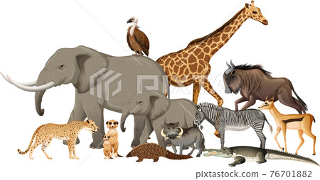 Group of wild african animal on white background Group of wild african animal on white background 76701882