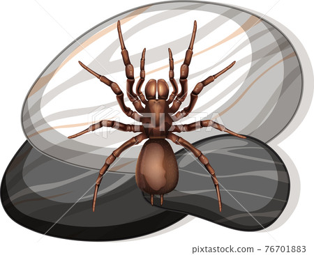 Top view of spider on a stone on white background Top view of spider on a stone on white background 76701883