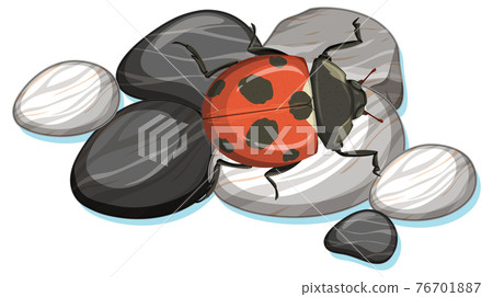 Top view of ladybug on a stone on white background 76701887