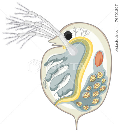 Daphnia isolated on white background 76701897