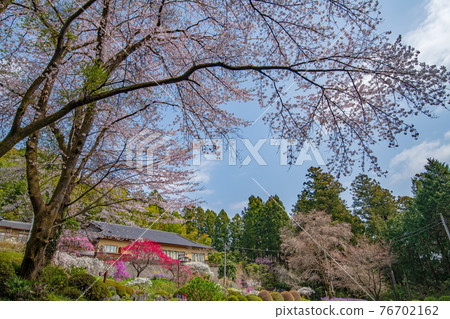 為里山的春天增添色彩的智光寺的首領靈善院 為里山的春天增添色彩的智光寺的首領靈善院 76702162