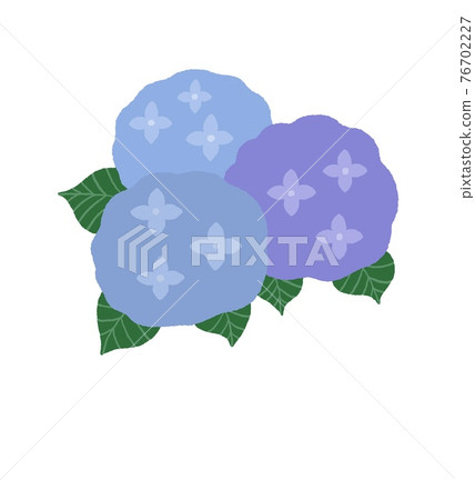 繡球花的插圖 繡球花的插圖 76702227