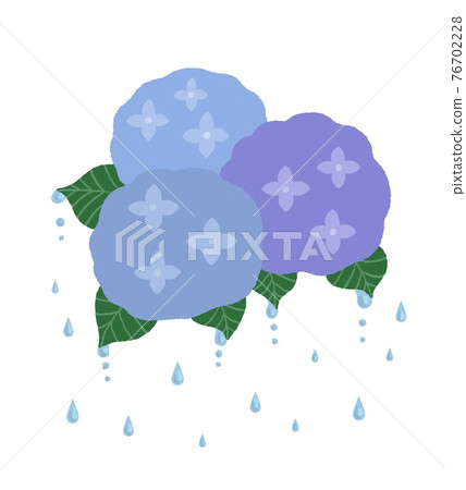 下雨天繡球花的插圖 下雨天繡球花的插圖 76702228