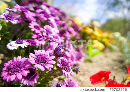 Purple osteospermum (African daisy) 76702256