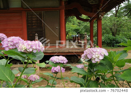 繡球花盛開的葛木觀音 76702448