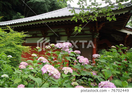 繡球花盛開的葛木觀音 繡球花盛開的葛木觀音 76702449