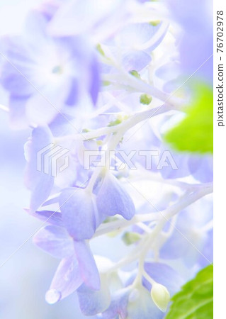 繡球 76702978